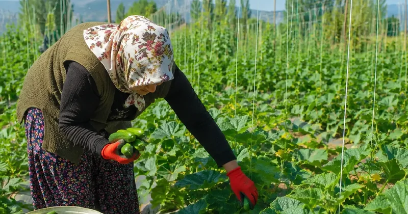 Yazın en bereketli sebzesi: Dalından aldıkça yenisi geliyor Sözcü Gazetesi