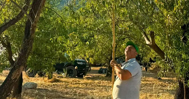 Bir avuç toplayanın yüzü gülüyor: Hasadı resmen başladı Sözcü Gazetesi