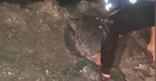 Yolunu şaşıran caretta carettayı kucağına alıp denize kavuşturdu Hatay Haberleri Habertürk Yerel Haberler