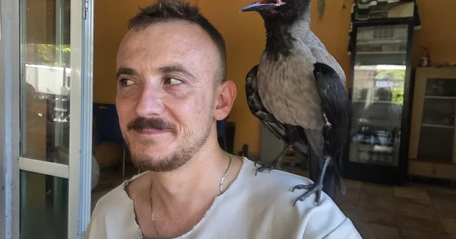 Yaralı halde bulup, iyileştirdiği yavru karga bir an olsun yanından ayrılmıyor Bursa Haberleri Habertürk Yerel Haberler