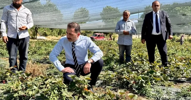 Kaymakam Hökelekli tarımsal üretimi sahada takip etti Erzincan Haberleri Habertürk Yerel Haberler