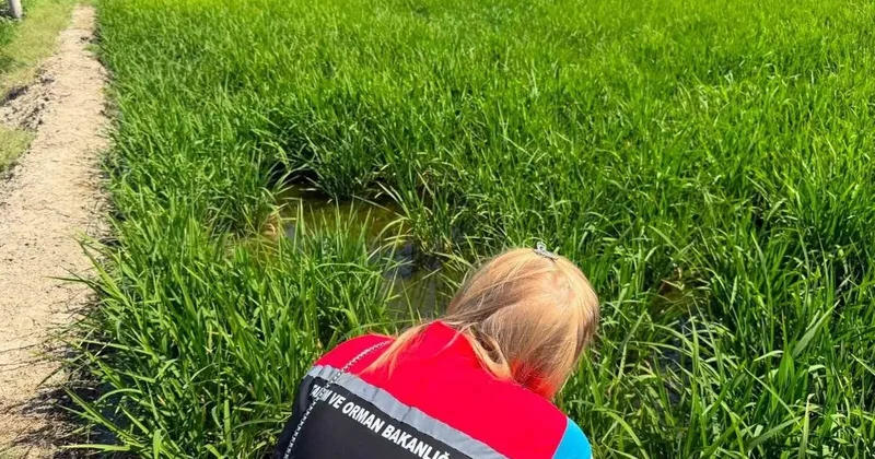 Çorum’da çeltik üreticilerine yaprak yanıklığı uyarısı