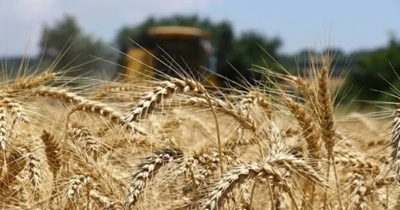 Tarım emtiasında sert yükseliş! Buğday fiyatlarını El Nino ve jeopolitik riskler destekledi