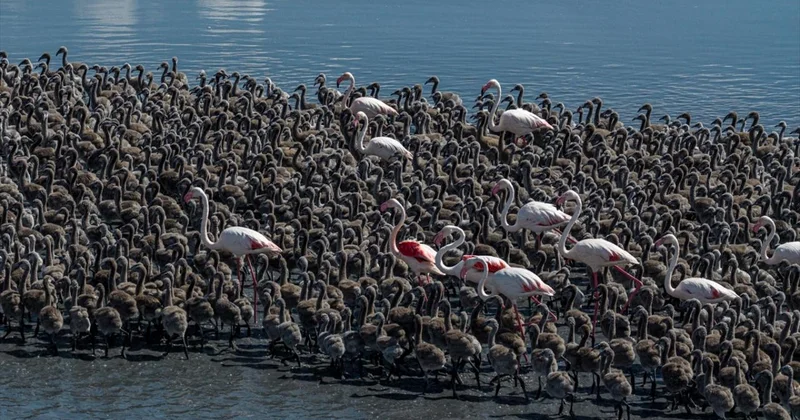 Flamingolar yavrularını kreş sistemi ile büyütüyor