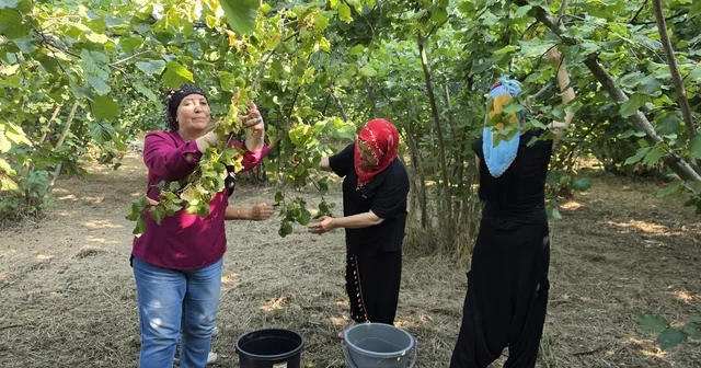 Düzce nin ovalarında kadınların imece usulü fındık mesaisi başladı Düzce Haberleri Habertürk Yerel Haberler