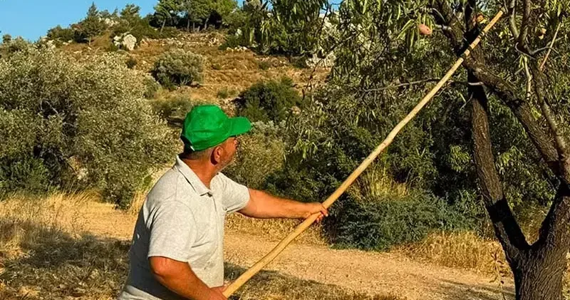 Datça da badem hasadı başladı