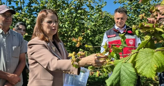 Vali Arslan, Bartın da fındık hasadına katıldı Kokarca böceğine rağmen fındıktaki yüksek rekolte üreticinin yüzünü güldürdü Bartın Haberleri Habertürk Yerel Haberler