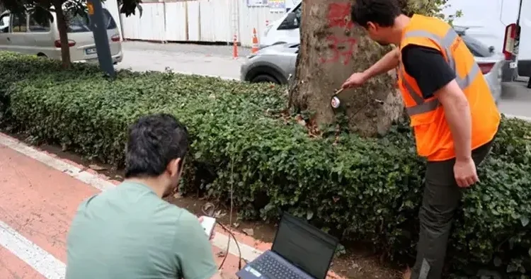 Yüzyıllık anıt ağaçlara akustik tomografi ayarı: Çürümeler tek tek tespit edilecek