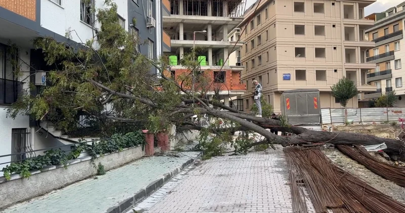 Dev ağaç devrildi, kıl payı kurtuldu! Son dakika haberleri