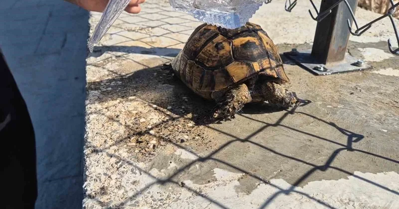 Tekirdağ Süleymanpaşa da yangında mahsur kalan kaplumbağayı itfaiye ekipleri kurtardı