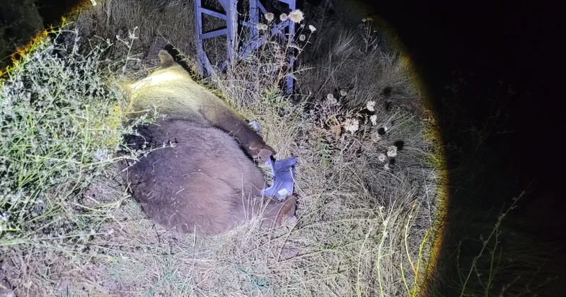 Ne köpek ne de tilki! Dağlık alandan bir anda yola çıktı