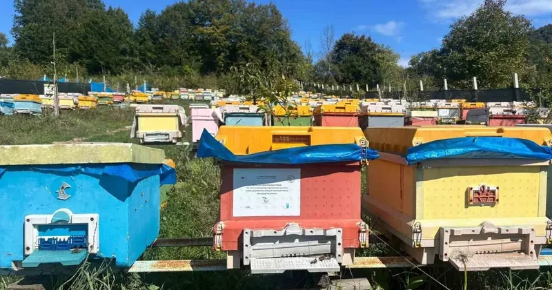 40 kovanla başlayan yolculuk profesyonel arıcılığa dönüştü
