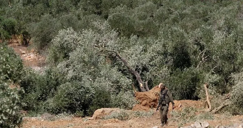 Zeytin hasadı başlayınca orduyla birlikte tarlalara çöktüler Sözcü Gazetesi