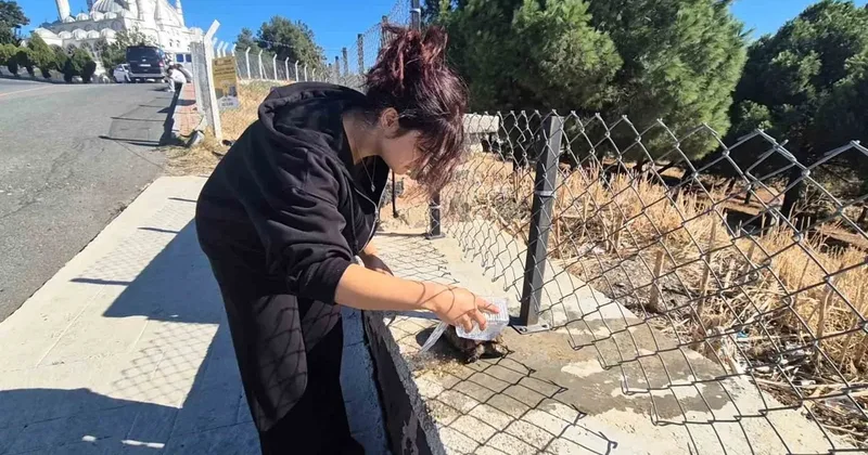 Alevlerin arasından kurtarılan kaplumbağaya vatandaş sahip çıktı