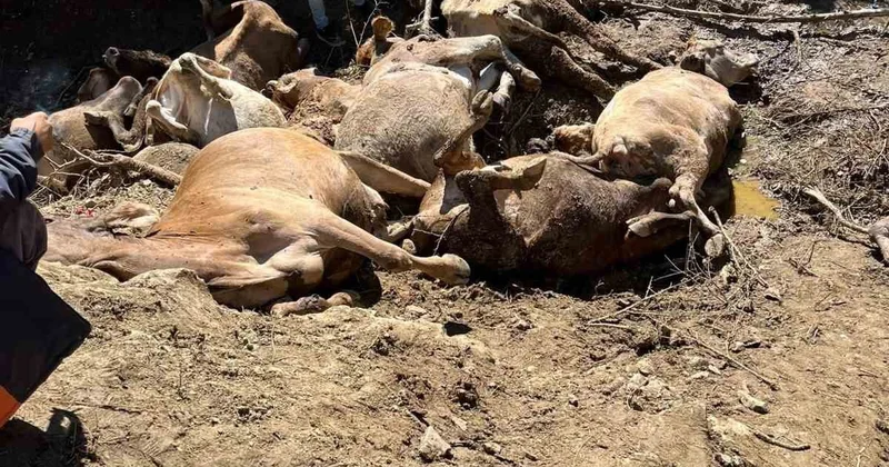 Koyulhisar da köylüleri yasa boğan olay: Dereye düşen 16 büyükbaş öldü