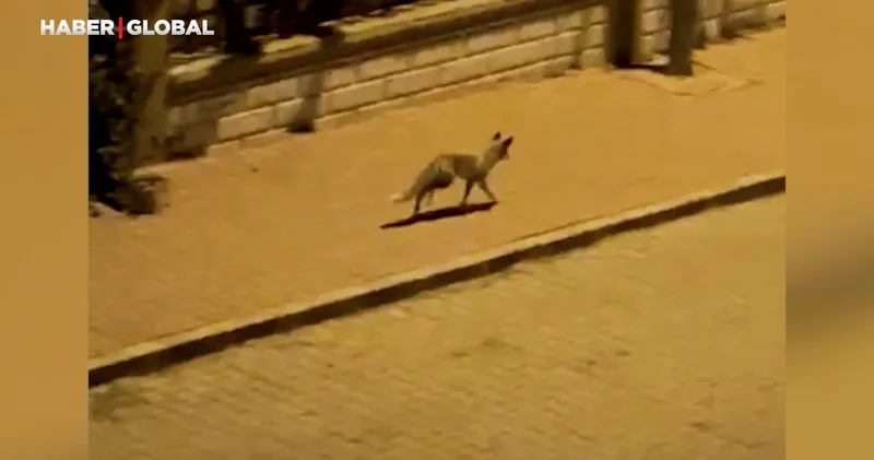 Şanlıurfa da şehir merkezinde görenler telefona sarıldı!