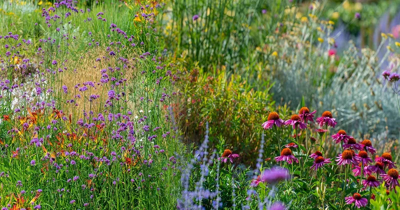 Halk arasında kirpi otu olarak biliniyor: Yaprağından köküne kadar tedavi amaçlı kullanılıyor, kilosu 1000 lira Sözcü Gazetesi
