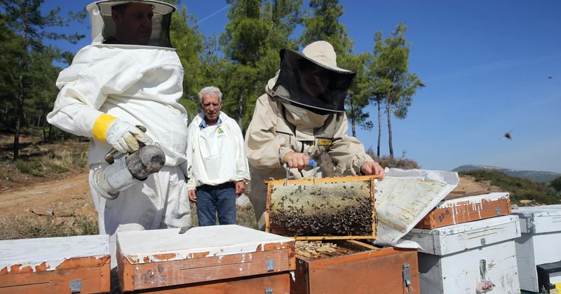 Muğla’da çam balı rekoltesi son 5 yılın zirvesinde Sözcü Gazetesi