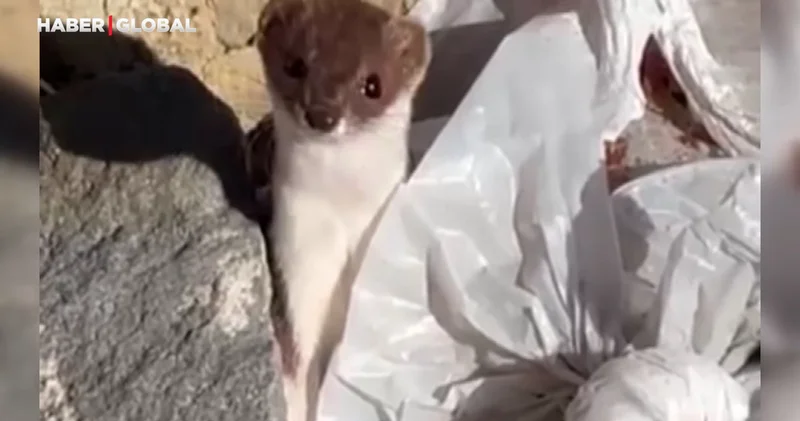 Hakkari de şaşırtan anlar gündem oldu: Kameraya poz bile verdi