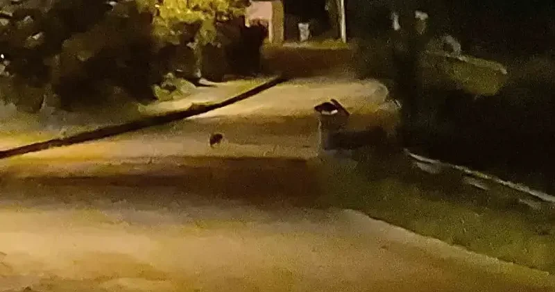 Aç kalan çakal yavruları şehir merkezinde görüntülendi Bartın Haberleri