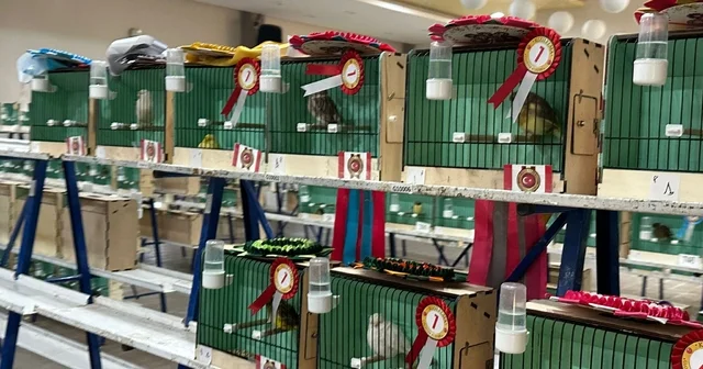 Ankara da kanarya güzellik yarışması düzenlendi Ankara Haberleri