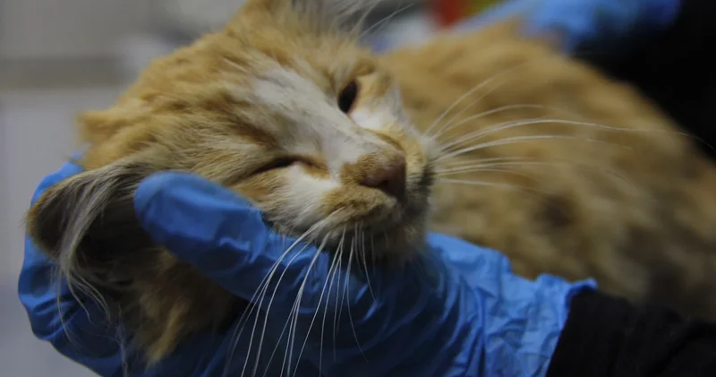 Kedi AIDS’i Sivas’ta tespit edildi! Uzmanlardan uyarı: Düzenli kontrol şart!