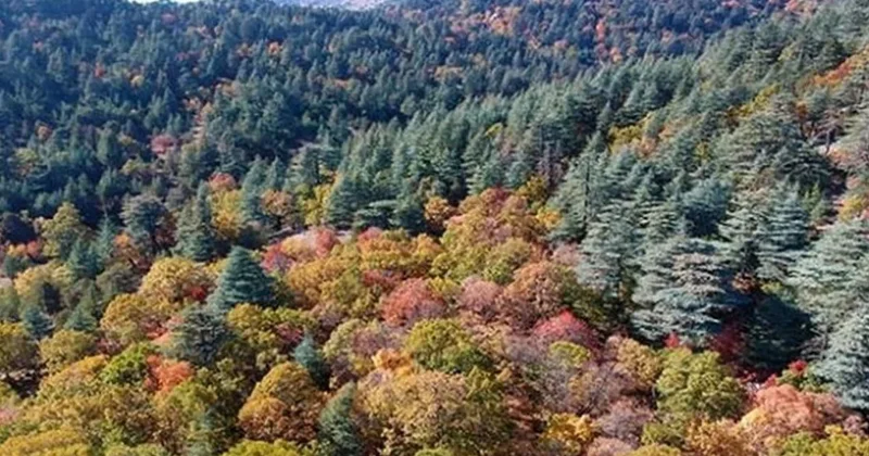 Dünyada tek olan bu ormanımıza girmenin cezası 557 bin TL Sözcü Gazetesi