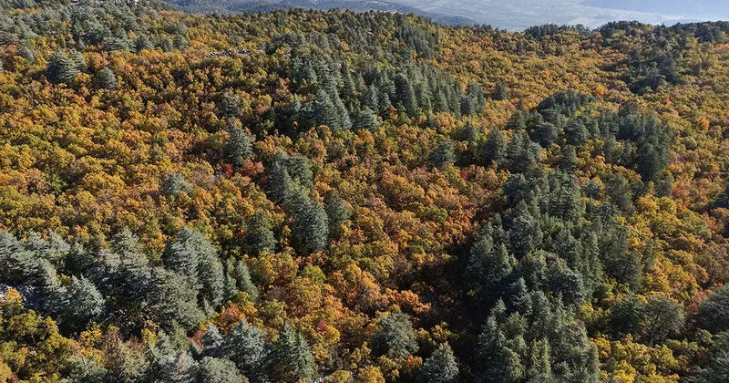 Bu ormana izinsiz girmenin cezası: 557 bin 212 TL! Dünyada tek: 1000 yıllık kasnak meşeleri...