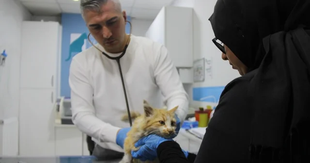 Sivas ta kedi AIDS ine rastlandı, uzmanı kontrol uyarısı yaptı Sivas Haberleri