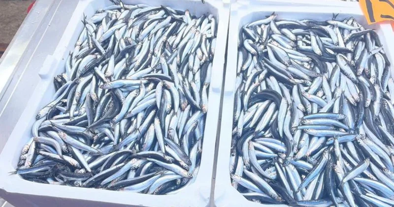 Sezon kötü başladı: Hamsi bir haftada yüzde 100’den fazla arttı Alışveriş Haberleri