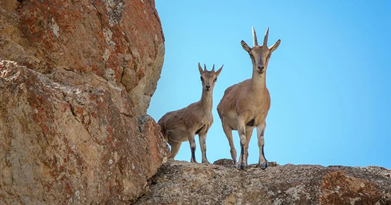 Yaban keçisi öldüren 3 kişiye 1,9 milyon lira ceza