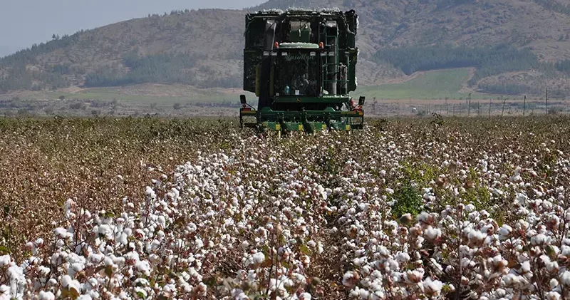 Gaziantep’te pamuk hasadı hasat başladı
