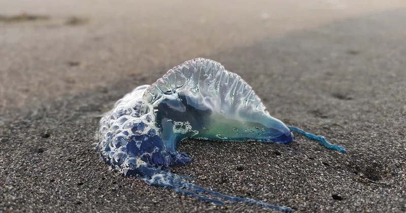 Tek tek sahile vuruyorlar: Uzmanlar uyardı, sakın dokunmayın Sözcü Gazetesi