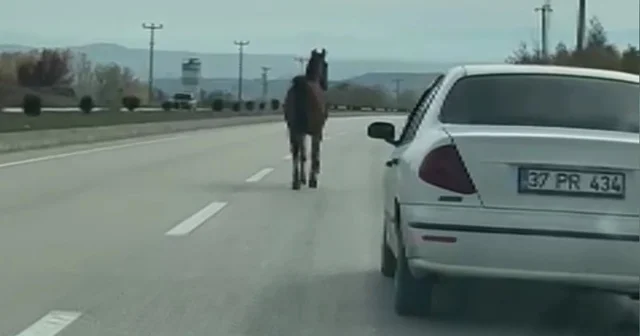 Başıboş at, trafiği tehlikeye düşürdü Kastamonu Haberleri