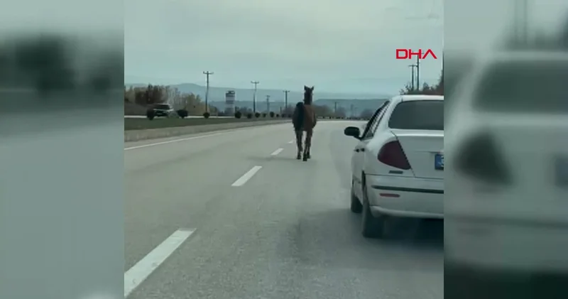 Kastamonu da yol üzerinde başıboş at tehlikesi