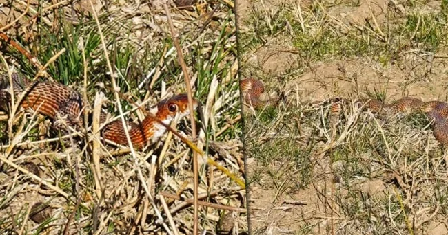 Tatvan İlçesinde ortaya çıktı! Nadir görülüyor: Uzunluğu şaşırttı
