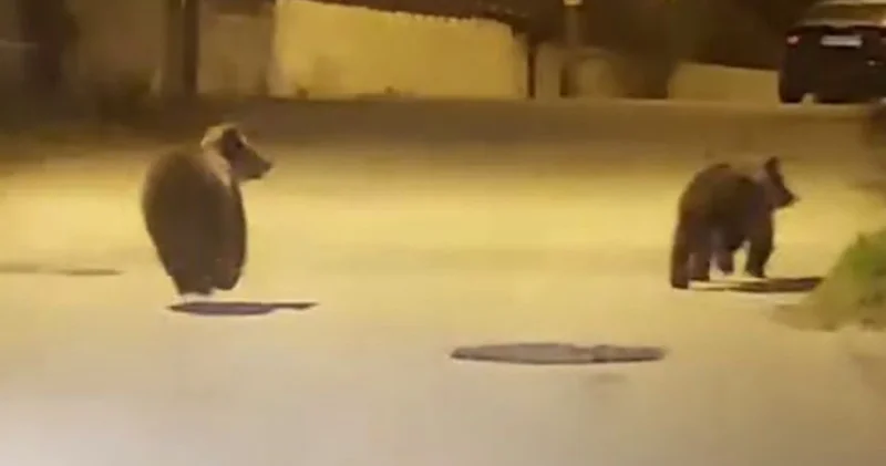 Seyir halindeki sürücü kaydetti: Yolda koşan ayılar kamerada