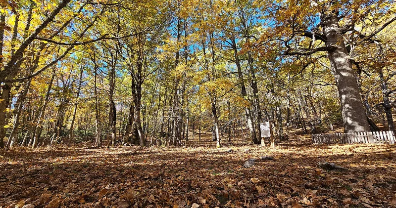 Türkiye de bulunan bu ormana izinsiz girmenin cezası 557 bin TL