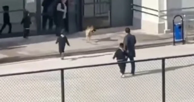 Okul bahçesine girip, öğrencilere doğru koşan köpek tedirginliğe neden oldu Çorum Haberleri
