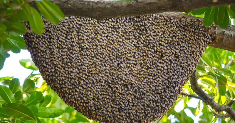 Bingöl de üreticilere yüzde 75 hibe verildi