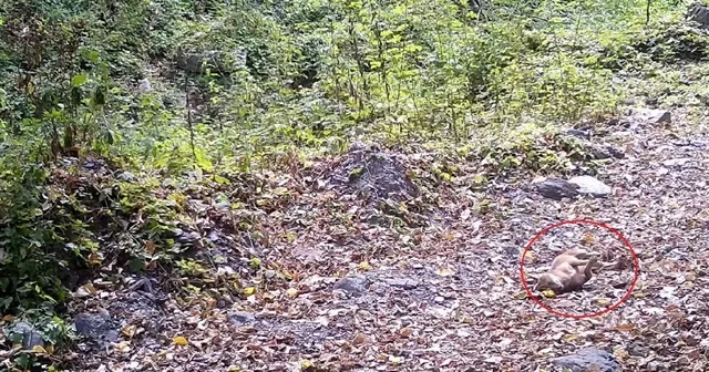 Çakal, fotokapana yakalandı Bursa Haberleri