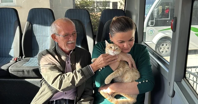 Yolcu isimli kedi, tedavi edildiği dolmuş durağının maskotu oldu Ordu Haberleri