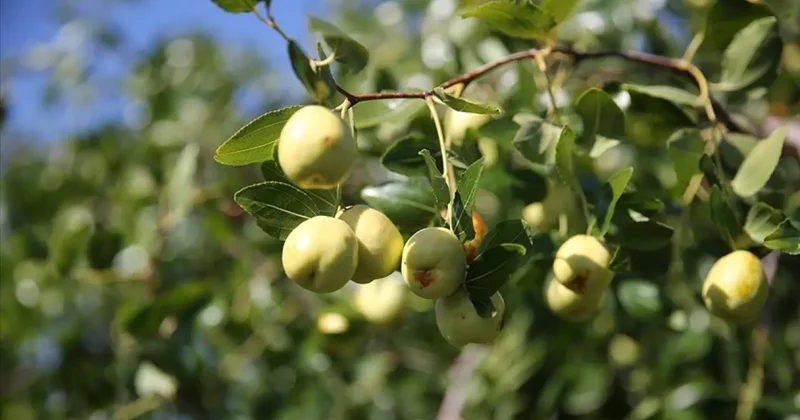 Edirne de çiftçiler küçük arazilerini yüksek gelirli hünnap üretimiyle değerlendiriyor