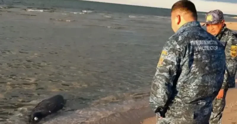 Kazakistan’ın Hazar Denizi kıyısında 100’den fazla fok ölü bulundu Asya Haberleri
