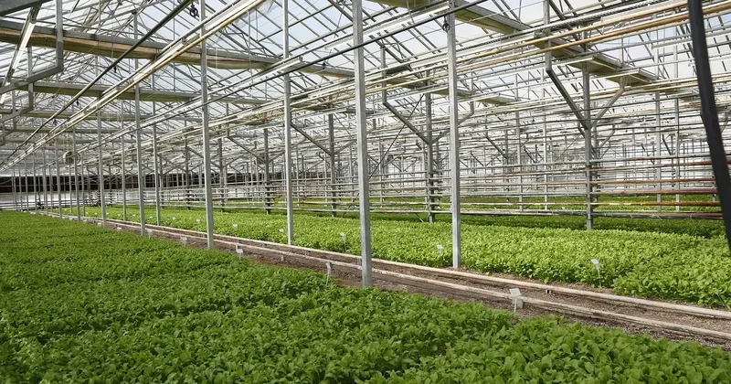 Pancarda Sapa Kalkma Testleri yle Avrupa ve Türkiye de üretilen tohumlar analiz ediliyor