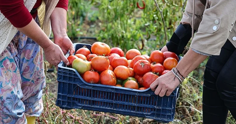 İstanbul, Ankara, İzmir bu domatesin peşine düştü: Fiyatı çok uygun Sözcü Gazetesi
