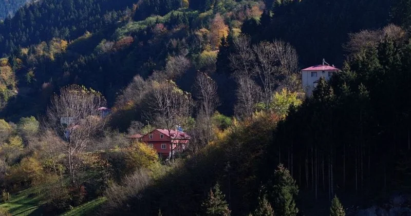 Dağların eteğindeki Hamsiköy oyuk ağaçlarıyla fotoğraf tutkunlarına alternatif sunuyor