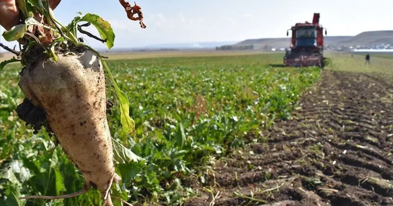 TMO, TürkŞeker ve ÇAYKUR un 2026 alım hedefleri belli oldu