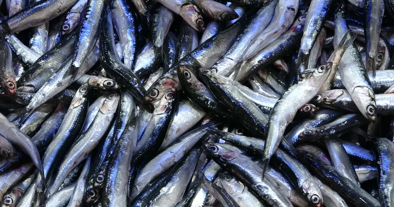 Tezgahlarda hamsi bolluğu