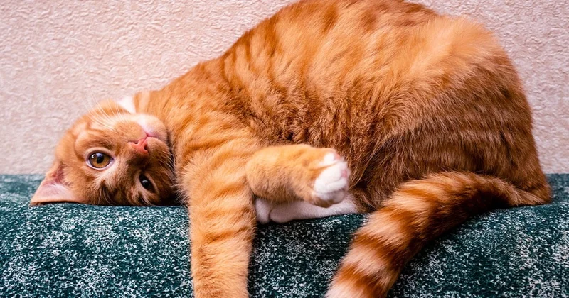 Yavru kedide AIDS tespit edildi! Türkiye de ortaya çıktı Sözcü Gazetesi